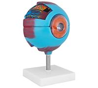 Modelo de anatomía Ojo Cuerpo Humano Anatómico Modelo de ojo Modelos humanos Aumento de 6x 7 Piezas medmod