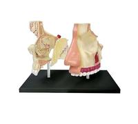 Modelo de anatomía olfativa de nariz estándar humana 4D, modelo de anatomía de órganos modelo nasal humano, 7 partes desmontables for exhibición de estudio de aula de ciencias modelo médico