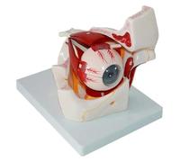 Modelo de anatomía orbital de ojo humano ampliado, globo ocular desmontable con nervio de vaso sanguíneo, para estudios médicos, enseñanza, formación e investigación