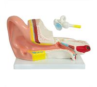 Modelo de anatomía Oreja de hombre Cuerpo humano Anatómico Humano Modelo de oreja Modelos humanos Estupendo Triple medmod