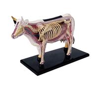 Modelo de anatomía órgano animal 4D vaca inteligencia ensamblaje juguete enseñanza anatomía modelo DIY dispositivos científicos populares