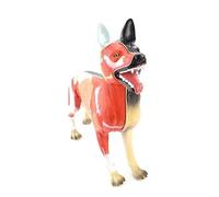 Modelo de anatomía órganos caninos 11 piezas, canino semitransparente extraíble con corte sagital medio for educación veterinaria