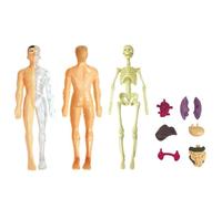 Modelo de anatomía para niños: figura cuerpo humano extraíble, modelo torso realista con órganos internos el estudio práctico | Herramienta educativa aprendizaje ciencias del aula estudiantes medicina
