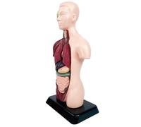 Modelo de anatomía para niños: juguete de aprendizaje extraíble para el cuerpo humano, herramienta científica para niños, modelo médico mini torso para educación en casa, educación de trabajo