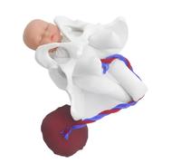 Modelo de anatomía pélvica de Parto Femenino con feto Miniatura, cordón Umbilical y Placenta, Kit de demostración para enseñanza
