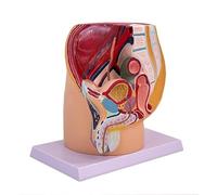 Modelo de anatomía pelvis masculina y femenina alta calidad for educación | Modelo anatómico detallado for la docencia e investigación en anatomía pélvica.
