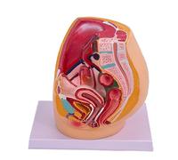Modelo de anatomía pelvis masculina y femenina alta calidad for educación | Modelo anatómico detallado for la docencia e investigación en anatomía pélvica.