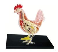 Modelo de anatomía pollo, esqueleto visceral desmontable 32 piezas con cuerpo semitransparente, modelo órganos aves corral