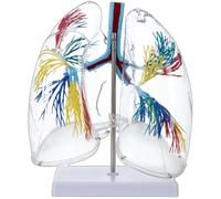 Modelo de anatomía pulmonar humana PVC transparente Modelo anatómico de órganos respiratorios con estructura de árbol bronquial Instrumento educativo Sistema respiratorio interactivo Enseñanza
