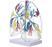 Modelo de anatomía pulmonar humano de PVC transparente con estructura de árbol bronquial para enseñanza en el aula, demostración y educación, modelo de pulmón izquierdo y derecho