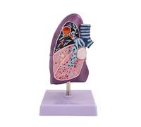 Modelo de anatomía pulmonar Modelo patológico de pulmón Humano con Base y Textura Clara Modelo de anatomía respiratoria pulmonar for Modelos de enseñanza de comunicación con el Paciente