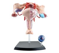 Modelo de anatomía reproductiva Femenina Humana 4D del útero Femenino, Modelo de Sistema genitourinario Femenino Desmontable de 19 Partes para enseñanza de exhibición de Estudio