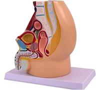 Modelo De Anatomía Reproductiva Pélvica Masculina Modelo Pélvico De Tamaño Natural De 5 Piezas sobre Placa Base Sistemas Reproductores Urinarios Musculares Modelo Médico Anatómico For La Ciencia