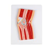 Modelo de anatomía seccional de la articulación del codo y brazo con músculos y ligamentos detallados para demostración en el aula, estudio de anatomía, desmontable