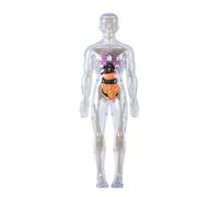 Modelo de anatomía transparente del esqueleto humano con órganos y músculos desmontables Juguete de aprendizaje anatómico al tacto para niños 8 años Pantalla de órganos internos
