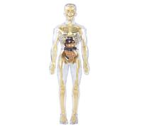 Modelo de anatomía transparente del esqueleto humano con órganos y músculos desmontables Juguete de aprendizaje anatómico al tacto para niños 8 años Pantalla de órganos internos