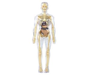 Modelo de anatomía transparente del esqueleto humano con órganos y músculos desmontables Juguete de aprendizaje anatómico al tacto para niños 8 años Pantalla de órganos internos