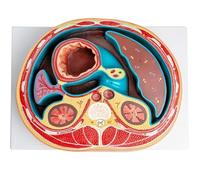 Modelo de anatomía transversal abdominal humana, anatomía del torso humano con logotipo digital, visualización de músculos y intestinos de la columna torácica de la cavidad abdominal, for