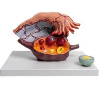 Modelo de anatomía uterina con vasos sanguíneos transparentes, 5 aumentos, trompa de Falopio extraíble y folículos en diferentes etapas, herramienta auxiliar for formación médica anatómica.