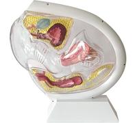 Modelo de anatomía uterina de salud humana, modelo de útero transparente desmontable, herramienta de enseñanza anticonceptiva de copa menstrual, for estudio o enseñanza de educación en