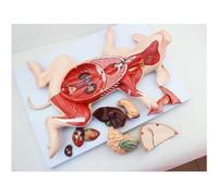 Modelo de anatomía visceral de embrión de cerdo, modelo de anatomía de cerdo, dividido en 10 partes, modelo de anatomía de enseñanza animal, utilizado for educación y capacitación médica.