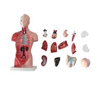 Modelo de anatomía vísceras, esqueleto y torso for niños 28 cm, material didáctico médico