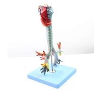 Modelo de árbol bronquial laríngeo y traqueal, anatomía humana for formación médica, kit científico auxiliar, anatomía y biología.