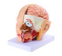 Modelo de arteria cerebral humana para anatomía humana, cabeza de cráneo, arteria cerebral, modelo anatómico para enseñanza