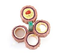 Modelo de arteria de 4 piezas, modelo de anatomía del vaso sanguíneo de la arteria humana Recursos de enseñanza de ciencias médicas