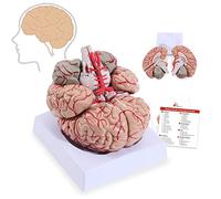 Modelo de arteria del cerebro humano, modelo anatomía la cerebral tamaño adulto desmontable, número ubicación pintado a mano anatómico con bandeja