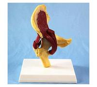 Modelo de articulación de cadera humana con músculos, modelo de anatomía muscular, refleja la relación entre la pelvis del fémur humano y los músculos, for educación médica