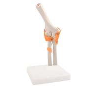 Modelo de articulación de codo, modelo anatómico de tamaño real con ligamentos, base de visualización giratoria de 360° para educación del paciente y entrenamiento médico