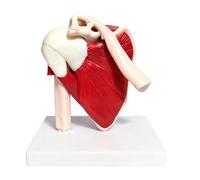 Modelo de articulación de hombro, herramienta de educación anatómica, modelo de anatomía muscular del hombro, diseño integral de esqueleto para médicos, hombres, mujeres, niños, niñas, jóvenes