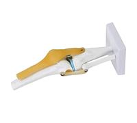 Modelo de Articulación de Rodilla Humana de Tamaño con Ligamento para Estudio de Esqueleto y Anatomía Modelo de Articulación de Rodilla para Ortopédicos y Fisioterapeutas Modelo