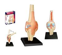 Modelo de articulación de Rodilla Humana ensamblable 4D, Kit de simulación de anatomía DIY a Escala 1:2 para enseñanza médica