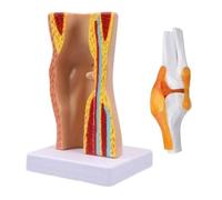 Modelo de articulación de rodilla humana, ligamentos, esqueleto, anatomía muscular, herramienta de enseñanza para clase de ciencia, anatomía educativa para la escuela