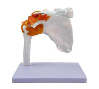 Modelo de Articulación del Hombro a Tamaño Real con Ligamentos - Estructura Anatómica Flexible en PVC para Enseñanza y Demostración de Movimiento