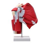 Modelo de articulación del hombro de tamaño completo: esqueleto anatómico con músculos profundos para el entrenamiento médico y el estudio de la anatomía