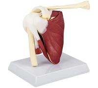 Modelo de articulación del hombro, esqueleto de anatomía de PVC con ligamentos, herramienta educativa para el aula del consultorio médico, modelo de esqueleto de anatomía para estudiar