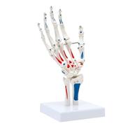 Modelo de articulación del hombro humano, modelo preciso de esqueleto de hombro, tamaño natural, flexible y anatómico for el estudio de la anatomía humana. moldes de enseñanza