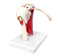 Modelo de Articulación Del Hombro | Material De Cuero Anatómico de PVC,Modelo Muscular de la Articulación del Hombro - Para Los Médicos Profesores Hombres Mujeres Niños Niñas Juventud Estudio