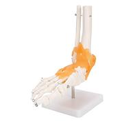 Modelo de Articulación del Pie con Ligamentos, Estructura Anatómica | Hecho de PVC ecológico, Ideal para la enseñanza, Adecuado para exhibición médica