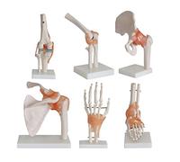 Modelo de articulación Humana 6 Piezas Modelo de Esqueleto Humano de tamaño Real Modelo anatómico con Base, Que Incluye