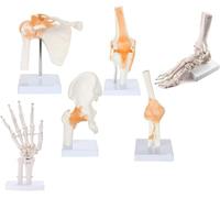 Modelo de articulación Humana de 6 Piezas, hombro humano, cadera, rodilla, mano, pie, articulaciones, óseos, conjunto de modelos funcionales de anatomía articular para