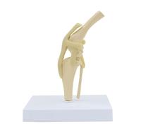 Modelo de articulación rodilla canina, esqueleto perro tamaño natural con ligamentos, material didáctico anatómico veterinario for educación científica