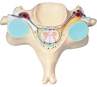 Modelo de aumento de sección transversal de médula espinal humana, modelo de vértebra anatómica del tronco simpático, nervio espinal y médula espinal, modelo de columna vertebral, esqueleto humano,