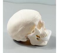 Modelo De Boceto De Cráneo | Modelo Didáctico De Anatomía De Cráneo Humano | Pequeñas Manualidades De Calaveras, Decoración De Halloween para Enseñar Anatomía, Herramienta De Aprendizaje En El Aula