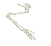 Modelo de brazo humano de tamaño real, modelo de esqueleto, modelo médico, anatómico, esqueletos humanos, estudio, educativo