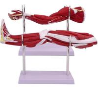 Modelo de brazo musculoso anatómico humano, miembro superior de 2 piezas y estructura arteriovenosa neurovascular del modelo de sistema de movimiento muscular de la pierna de la extremidad inferior
