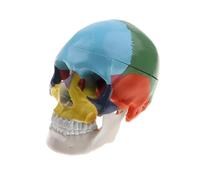 Modelo de cabeza adulto humano colorido a escala 1:1 con suministro herramienta enseñanza médica anatomía tronco cerebral